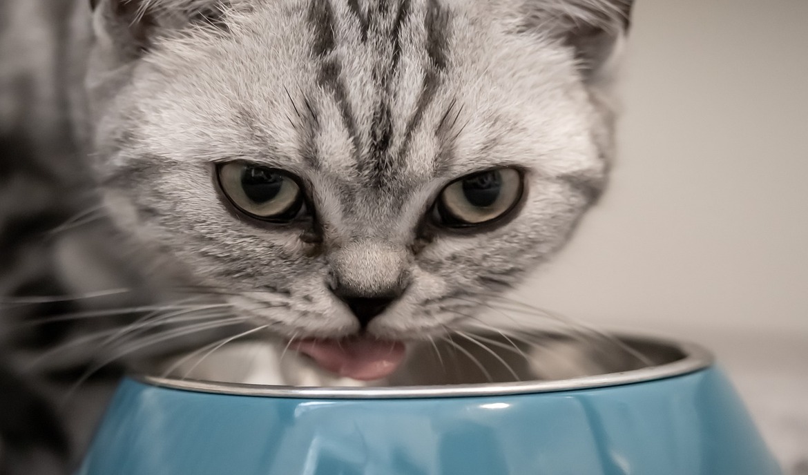 Welche Futtermenge ist für Katzen richtig?